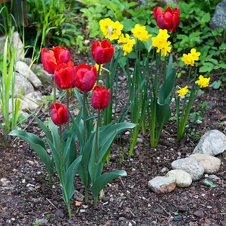 Daire Oremusowka Zakopane